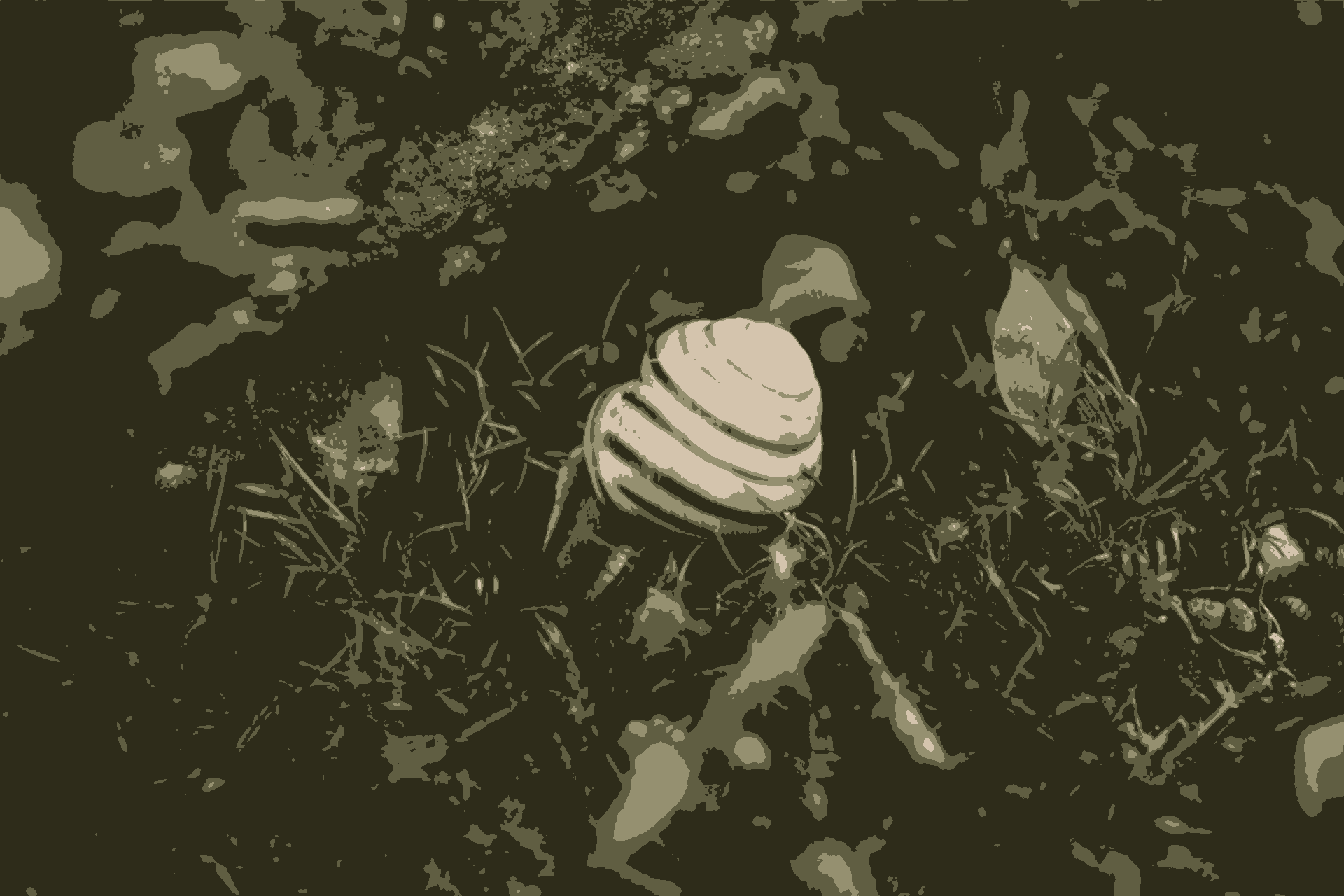 représentation du slow content par un escargot dans l'herbe